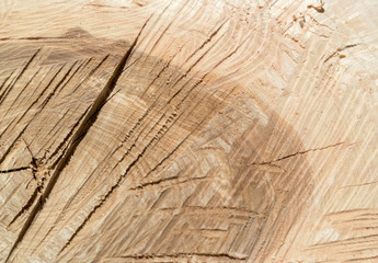 Baumscheibe Querschnitt Texture 01