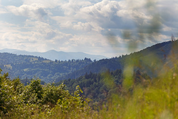 Obraz premium Carpathian forest in sunny day