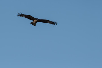 hawk flying on the background of sky