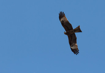 hawk flying on the background of sky