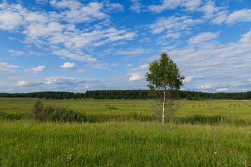 birch on the background fields and forests