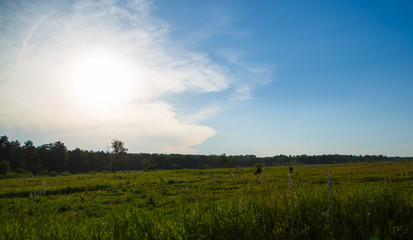 bright sun over the meadow and forest
