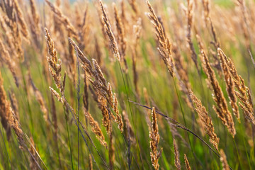 closeup prairie grass