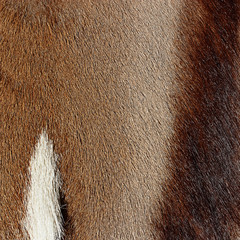 abstract animal hair background in three colors