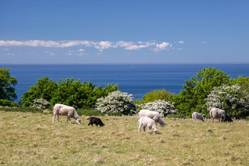 Schafherde am Meer auf Bornholm