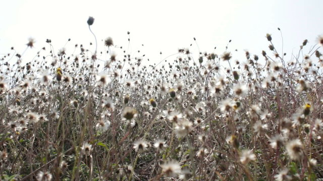 Prairie Grass Blows in the Wind
