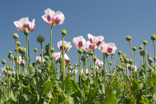 White opium poppy field