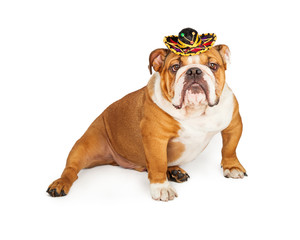 Funny Mexican Bulldog Wearing Sombrero