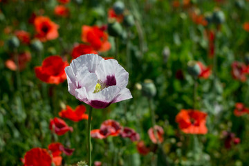 White opium poppy