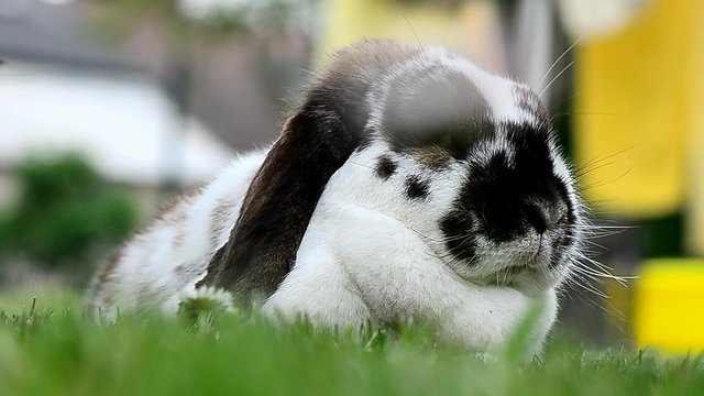 zwergwidderkaninchen lieg im gras und garten
