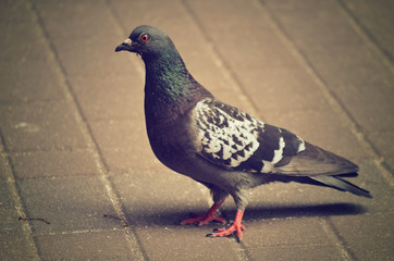 pigeon city space heand bread