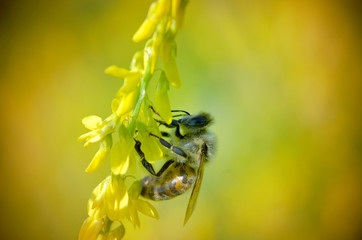 bee on flower