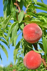 Two ripe red peaches on the tree in an orchard, on a sunny summer afternoon. Concept of organic farming; fresh, natural, unprocessed, healthy food.