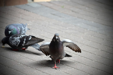 pigeons 