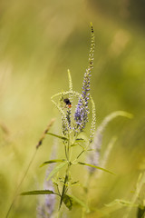 Flowering weeds and a bumblebee.