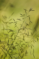 Obraz premium Wild Oat.