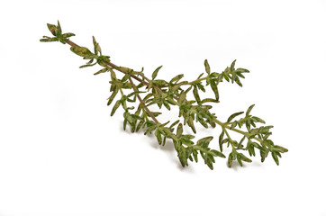 Thymian