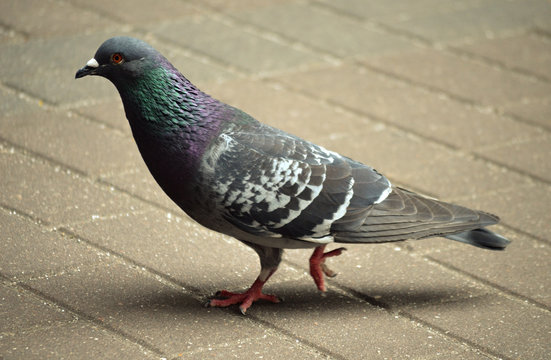 pigeons city space