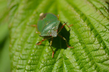 bug insect