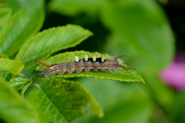 caterpillar