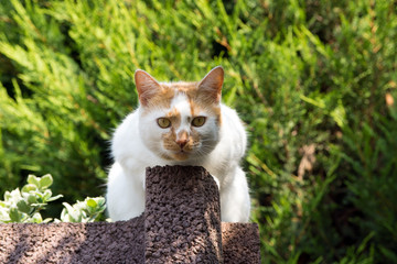 Obraz premium Domestic cat / Domestic cat in nature