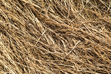 dried yellow grass background