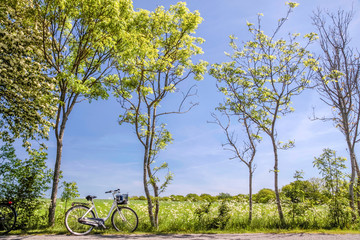 Frühlingsbäume mit Fahrrad © cmfotoworks