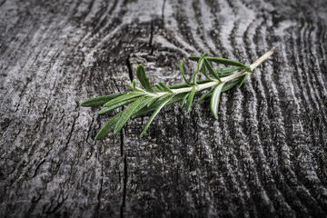 Sprig of rosemary on an old gray cracked wooden table. Backgroun