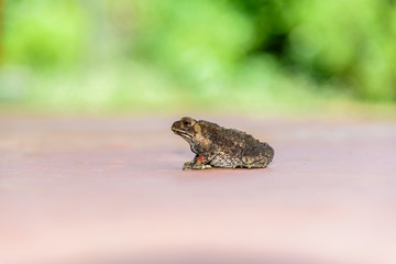 Toad