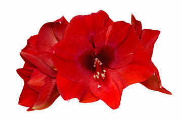 Amaryllis