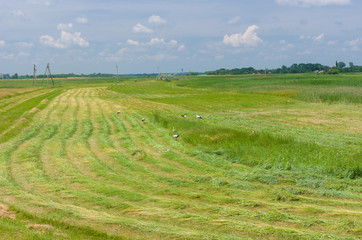 Mowed hay with storks on a water-meadow in Ukraine at summer time