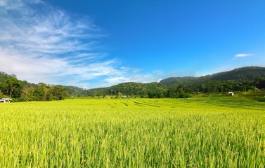  rice terrace at chiangmai , thailand
