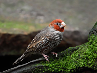 Red-headed finch (Amadina erythrocephala)