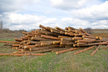  many firewood in the village closeup