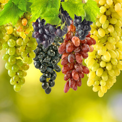  grapes on blurred green background