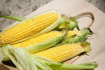 Fresh corn vegetables