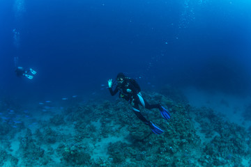Diver on the reaf