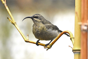 Bronze Sunbird (Nectarinia kilimensis)
