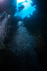 Diver on the reaf