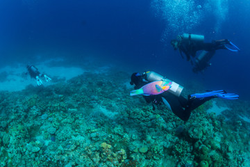 Diver on the reaf