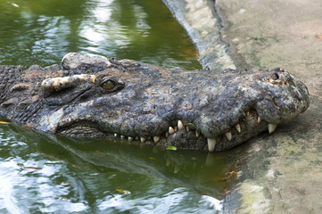 Obraz premium Crocodile