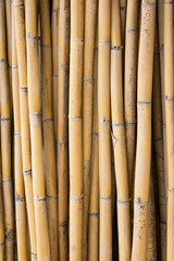 Fototapeta premium bamboo