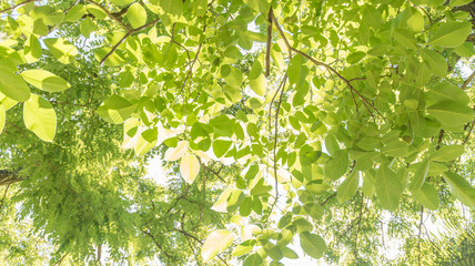 Hintergrund Laubblätter und Sonnenstrahlen