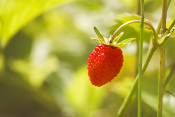 Wild strawberry in summer forest