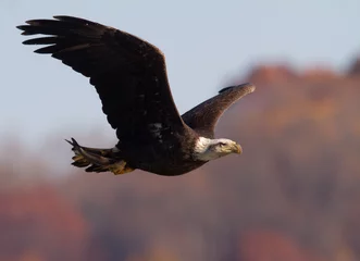 Photo sur Plexiglas Aigle bald eagle