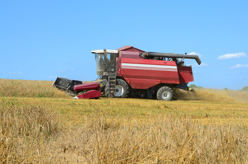 Fototapeta premium Harvesting in a field