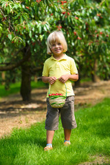 Smiling little boy with cherry basket  walking in cherry garden