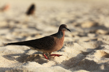 exotic bird walking along the beach hunting