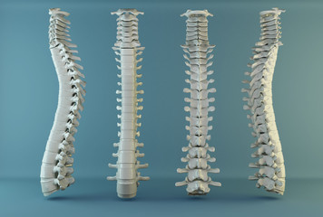 human spine - obrazy, fototapety, plakaty