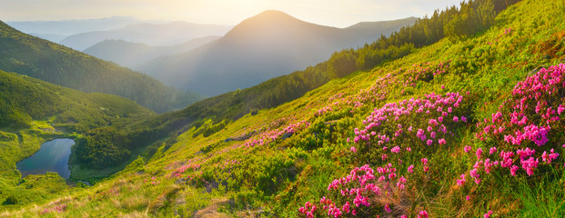 Flowers in summer mountains